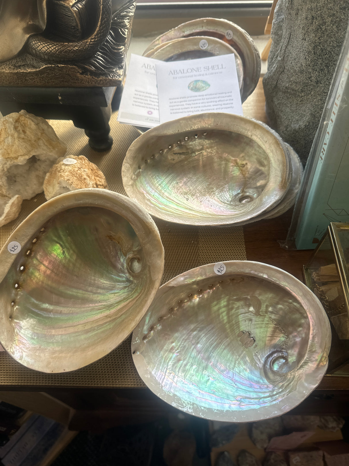 Abalone Shell - Large