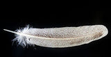 Turkey Feather