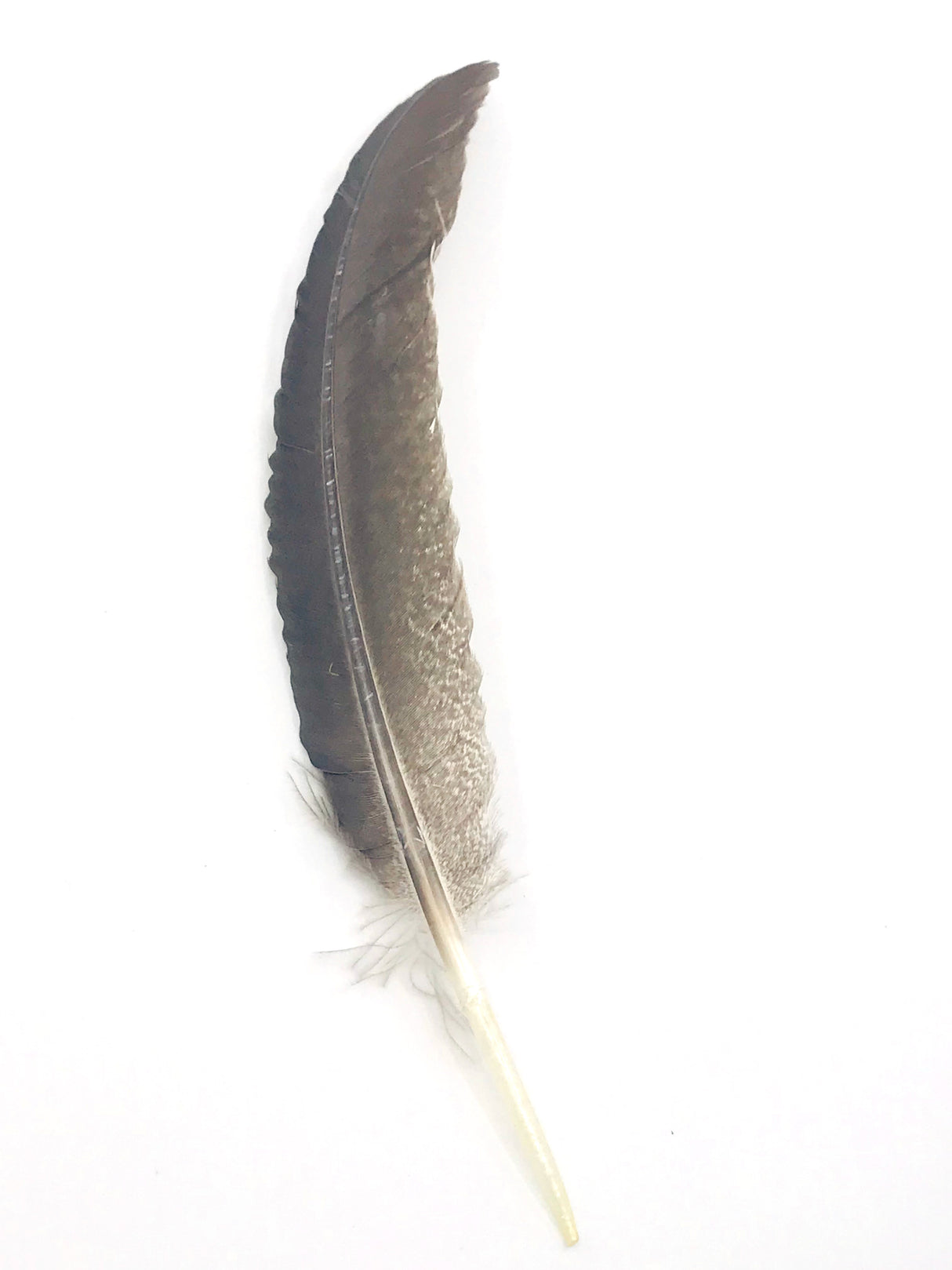 Turkey feather for smudging