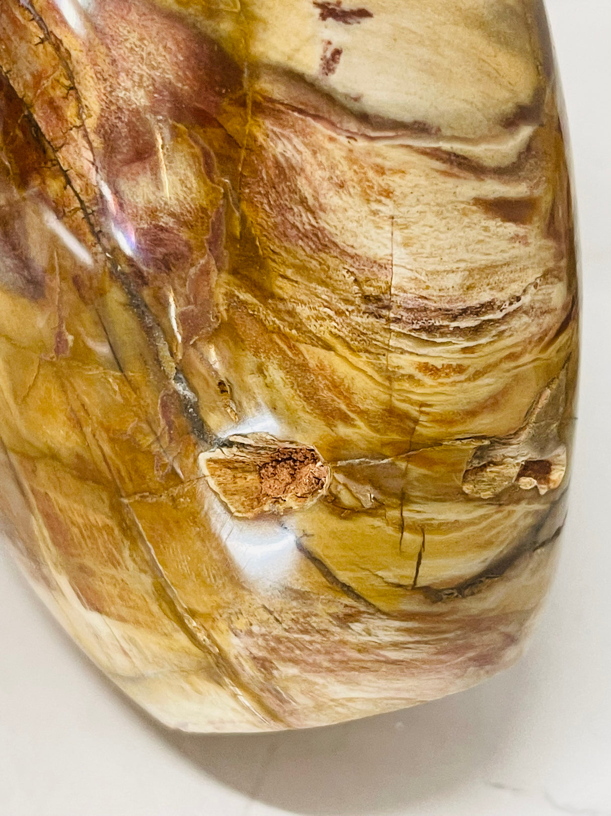 Petrified Wood Freeform 1.6Kilo - Past Life Recall. Inner Peace